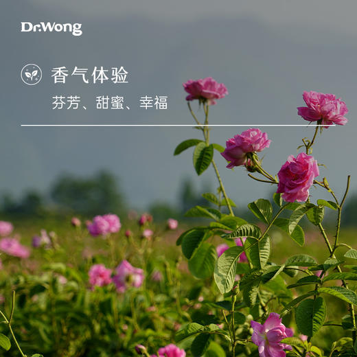 大马士革玫瑰按摩精油5ml 商品图1