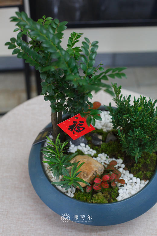 蓝盆小叶紫檀 商品图2