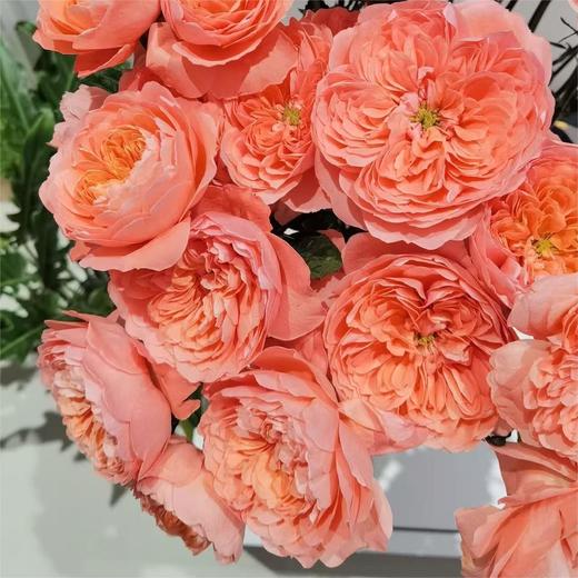 【俊发社区物业中心自提商品】【杏色果汁多头玫瑰】鲜花10枝「温柔杏奶茶色·甜润多头款」 商品图5