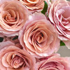 【俊发社区物业中心自提商品】【莫泊玫瑰单头玫瑰】鲜花20枝 「淡雅咖粉色·复古韵味」 商品缩略图5