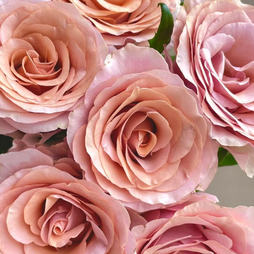 【俊发社区物业中心自提商品】【莫泊玫瑰单头玫瑰】鲜花20枝 「淡雅咖粉色·复古韵味」 商品图5