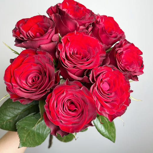 【俊发社区物业中心自提商品】【高原红单头玫瑰】鲜花20枝 「经典暗红色·丝绒质感」 商品图0