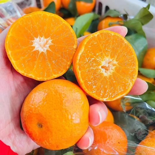 广西砂糖橘500g 商品图0