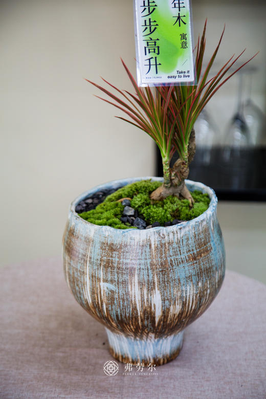 造型千年木 商品图2