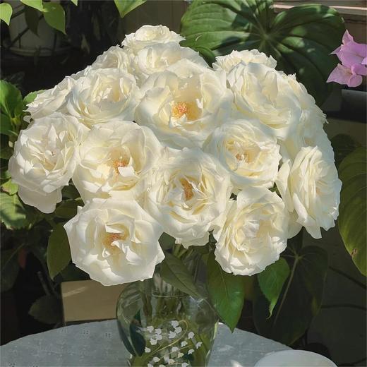 【俊发社区物业中心自提商品】【骄傲单头玫瑰】鲜花20枝「纯净纯白色·高雅单头款」 商品图6