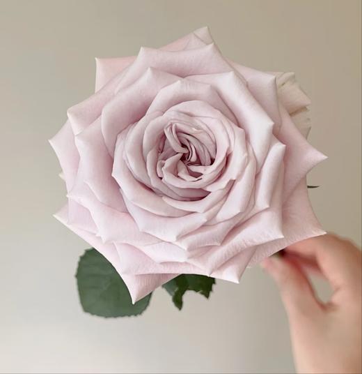 【俊发社区物业中心自提商品】【曼塔单头玫瑰】鲜花20枝 「低饱和莫兰迪色·高级灰粉感」 商品图3