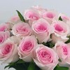 【俊发社区物业中心自提商品】【洛神单头玫瑰】鲜花20枝「粉白渐变·古典柔美感」【非俊发小区不发货，订单自动取消】 商品缩略图2