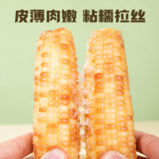滇园香糯小玉米 2kg 商品图1