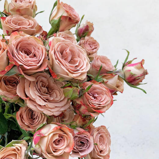 【俊发社区物业中心自提商品】【卡布奇诺单头玫瑰】鲜花20枝「复古裸咖色·高级感拉满」 商品图4