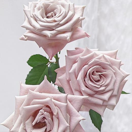 【俊发社区物业中心自提商品】【曼塔单头玫瑰】鲜花20枝 「低饱和莫兰迪色·高级灰粉感」 商品图4