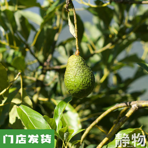 哈斯牛油果｜云南孟连 商品图0