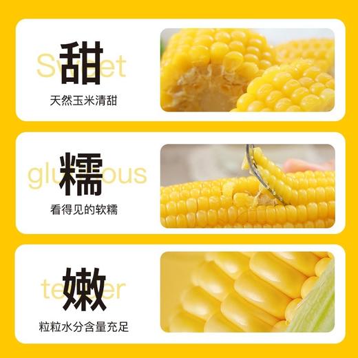 【严选】【金新农】【有机粗粮 膳食纤维 】西域小白有机甜糯玉米 鲜香甜糯 熟制玉米 粗粮代餐 简单加热即可1.8kg/提（8根） 商品图2