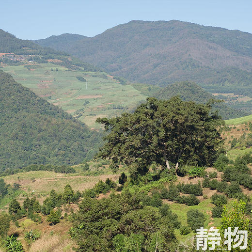 哈斯牛油果｜云南孟连 商品图8