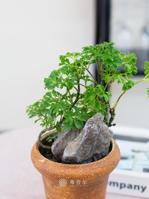 陶盆福禄桐 商品图1