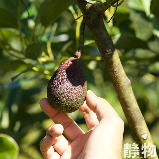 哈斯牛油果｜云南孟连 商品图1