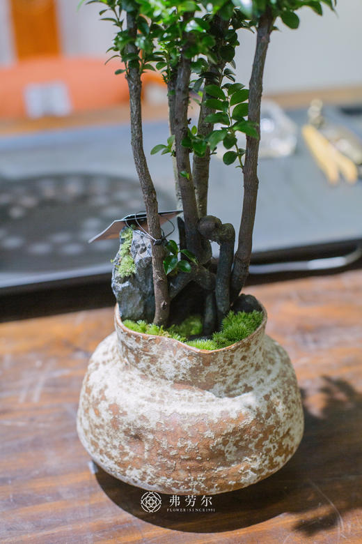 陶盆小叶紫檀 商品图2