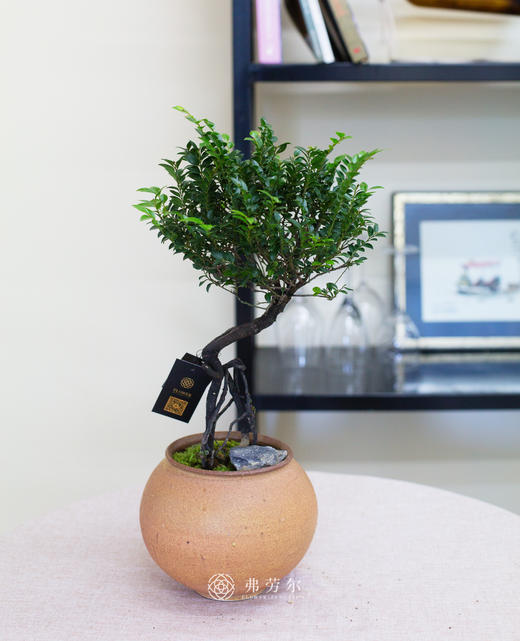陶瓷小叶紫檀 商品图0