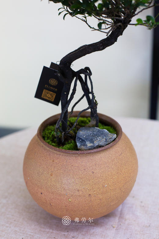 陶瓷小叶紫檀 商品图1