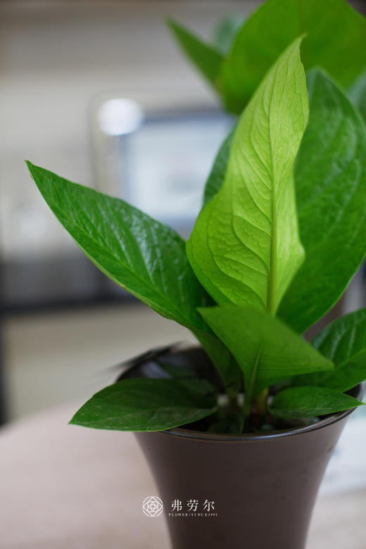 水培聚宝盆 商品图2