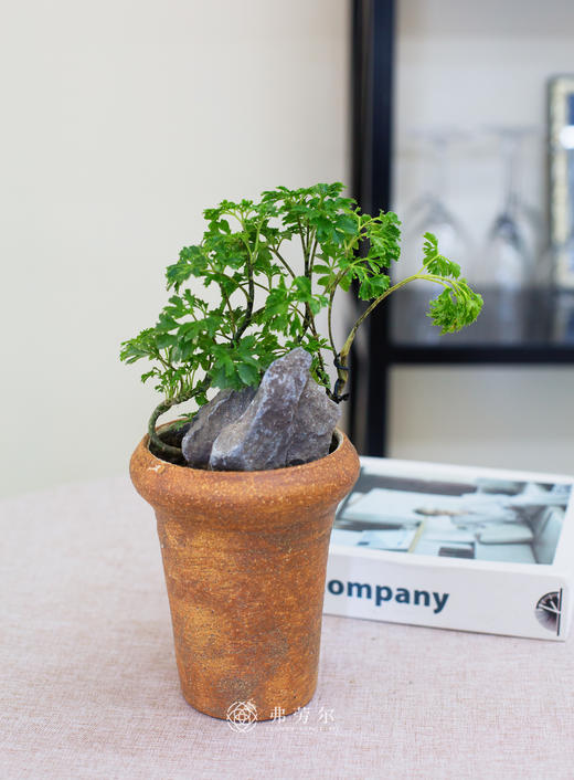 陶盆福禄桐 商品图0