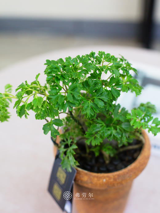 陶盆福禄桐 商品图2