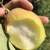 新疆库尔勒香梨 商品缩略图1