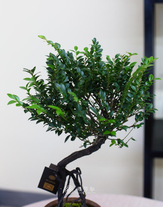 陶瓷小叶紫檀 商品图2