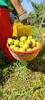 新疆库尔勒香梨 商品缩略图2