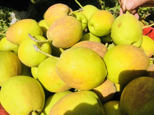 新疆库尔勒香梨 商品图3