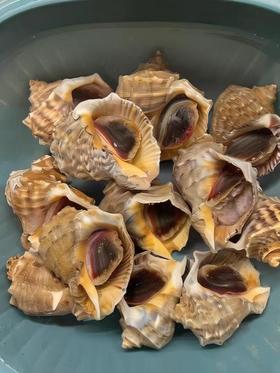 海螺一袋（补单）