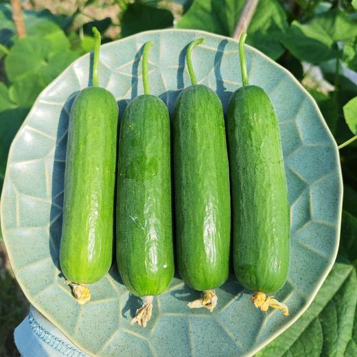 生态水果青瓜（福建） | 合作生产*  Eco-fruit cucumber| Partner Production 商品图1