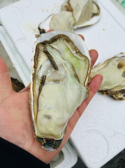 生蚝一箱（补单） 商品图2