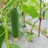 生态水果青瓜（福建） | 合作生产*  Eco-fruit cucumber| Partner Production 商品缩略图4