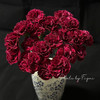国产花材-【康乃馨】红绸 商品缩略图0