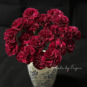 国产花材-【康乃馨】红绸