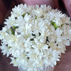 【俊发社区物业中心自提商品】【多头康乃馨·白星太子 草花】鲜花20枝「纯白小星星·清新百搭」 商品缩略图5