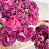 【俊发社区物业中心自提商品】【多头康乃馨·野马 草花】鲜花20枝「墨紫丝绒质感」 商品缩略图5
