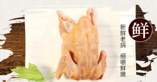 生态老鸽子|2只装  生态散养 五谷杂粮 青草青菜喂养 肉质紧实口感好 商品图3