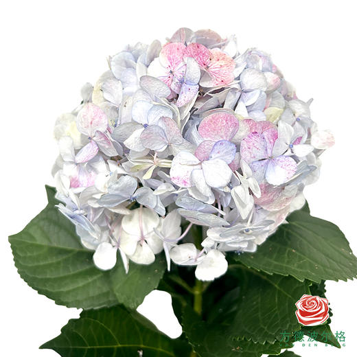 市场绣球 油画莫奈 1枝 商品图0