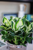 银盆万年青 商品缩略图2