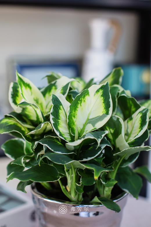 银盆万年青 商品图2