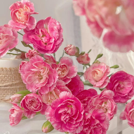 【俊发社区物业中心自提商品】【多头康乃馨·樱桃太子 草花】鲜花20枝「绯红甜心·元气满满」 商品图4