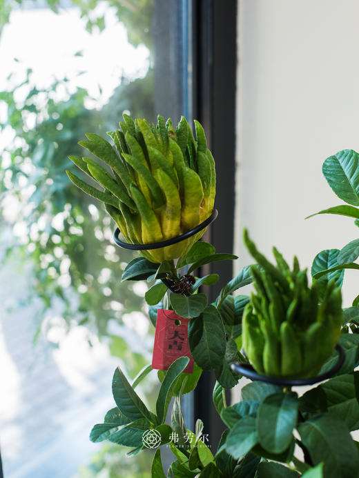 佛手盆栽 商品图3