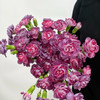 【俊发社区物业中心自提商品】【多头康乃馨·野马 草花】鲜花20枝「墨紫丝绒质感」 商品缩略图3