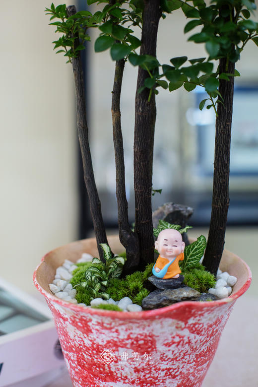 红白色陶盆紫檀 商品图1