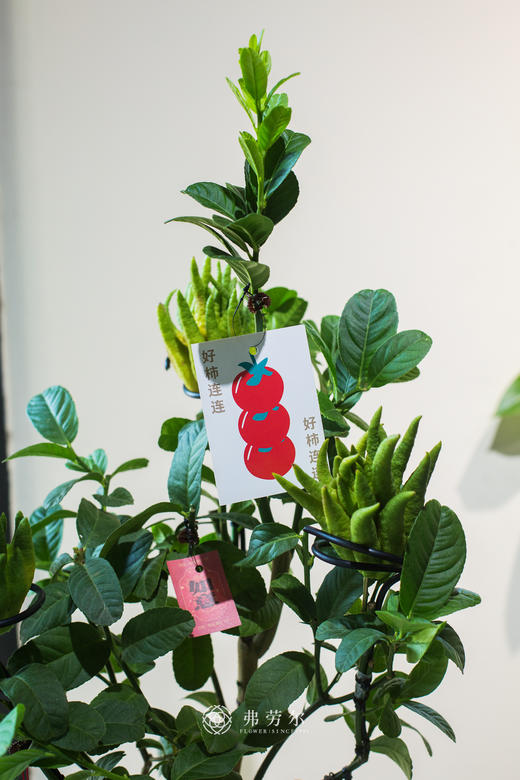 佛手盆栽 商品图1