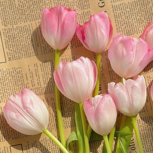 【俊发社区物业中心自提商品】【国产郁金香·粉色 草花】10枝「春日柔粉·优雅易开」 商品图0