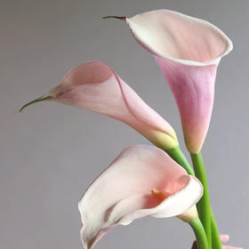 【俊发社区物业中心自提商品】【马蹄莲·火烈鸟 草花】鲜花5枝「粉彩渐变色·优雅简约」