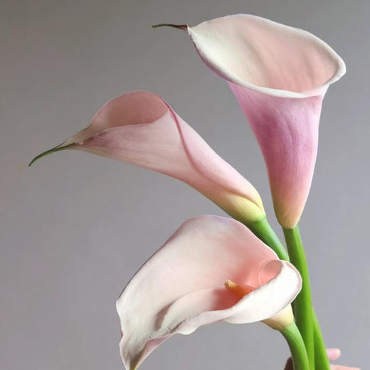 【俊发社区物业中心自提商品】【马蹄莲·火烈鸟 草花】鲜花5枝「粉彩渐变色·优雅简约」 商品图0