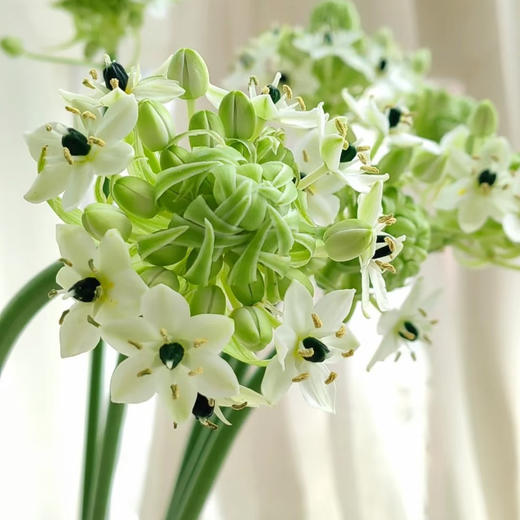 【同城配送】【天鹅绒 草花】鲜花10枝「清新小白花·灵动摇曳」 商品图5